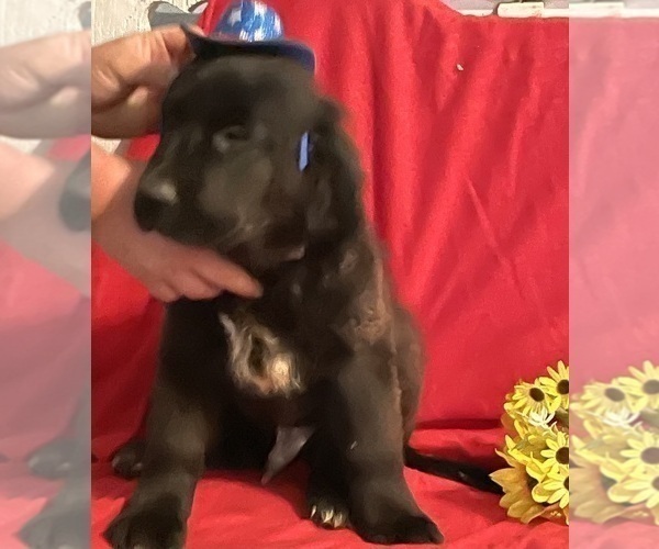 Medium Photo #5 Newfoundland Puppy For Sale in AURORA, IN, USA