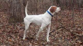 Pointer Puppy for sale in FLOYDS KNOBS, IN, USA