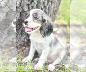 Cavalier King Charles Spaniel Dog for Adoption in SAINT CLOUD, Florida USA