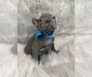 Medium French Bulldog