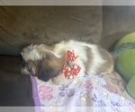 Small Photo #8 Shih Tzu Puppy For Sale in VENETA, OR, USA