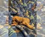 Small #3 Olde English Bulldogge