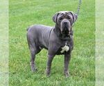Small Photo #1 Cane Corso Puppy For Sale in LANCASTER, PA, USA