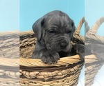 Small Photo #1 Cane Corso Puppy For Sale in AMARILLO, TX, USA