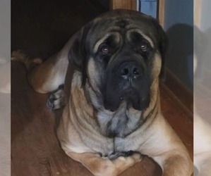Mastiff Puppy for Sale in MITCHELL, Nebraska USA