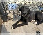 Small Anatolian Shepherd Mix
