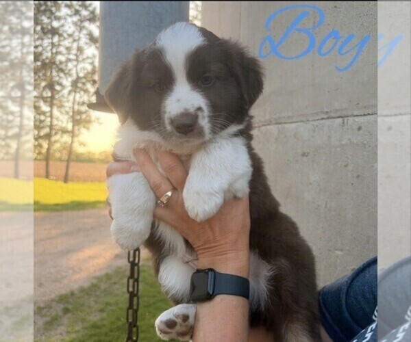 Medium Photo #3 Miniature Australian Shepherd Puppy For Sale in HOLDINGFORD, MN, USA