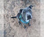 Small Photo #14 American Staffordshire Terrier-Unknown Mix Puppy For Sale in Kanab, UT, USA