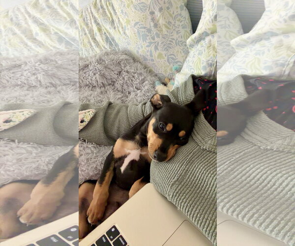 Medium Photo #5 Lab-Rat Terrier Puppy For Sale in Mobile, AL, USA