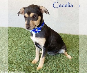 Chiweenie Dogs for adoption in San Diego, CA, USA
