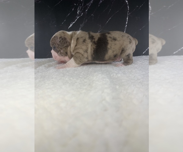 Medium Photo #31 Boston Terrier Puppy For Sale in TULARE, CA, USA