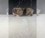 Small Photo #31 Boston Terrier Puppy For Sale in TULARE, CA, USA