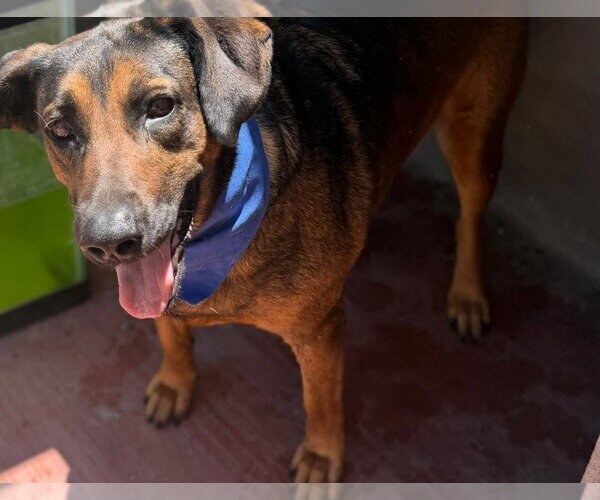 Medium Photo #11 Mutt Puppy For Sale in Lake Forest, CA, USA