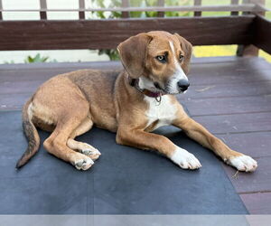 Beagle-Unknown Mix Dogs for adoption in Doylestown, PA, USA