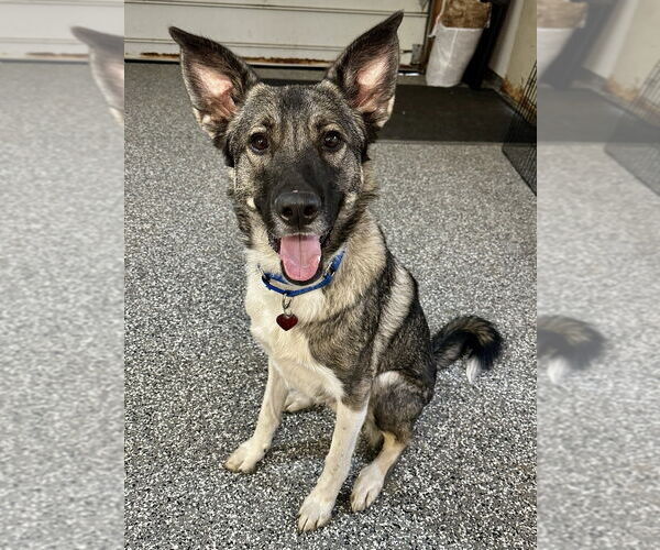 Medium Photo #2 German Shepherd Dog-Great Pyrenees Mix Puppy For Sale in Techny, IL, USA