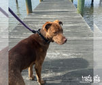 Small #10 Labrador Retriever Mix