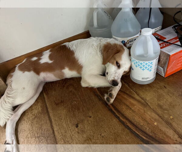 Medium Photo #8 Australian Shepherd-Great Pyrenees Mix Puppy For Sale in Middlesex, VT, USA