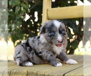 Aussie-Poo Puppy for sale in ARTHUR, IL, USA