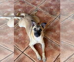Small #7 Border Terrier-Chihuahua Mix