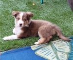 Small Photo #10 Australian Shepherd Puppy For Sale in PIONEER, CA, USA