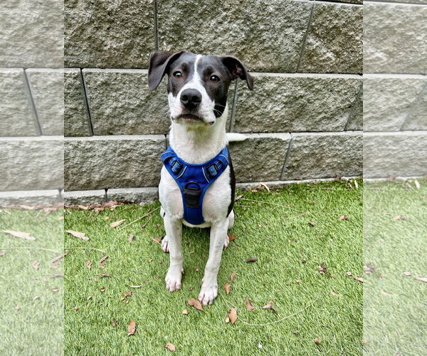 Medium Photo #2 Mutt Puppy For Sale in Mount Pleasant, SC, USA