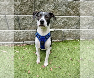 Rocky - Male Mutt Dog for Adoption - Photo #2
