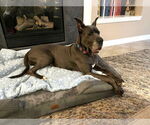 Small #5 Great Dane