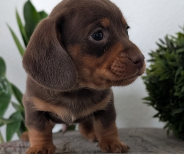 Medium Photo #6 Dachshund Puppy For Sale in GOSHEN, IN, USA