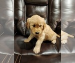 Small Photo #3 Golden Retriever Puppy For Sale in VANCOUVER, WA, USA
