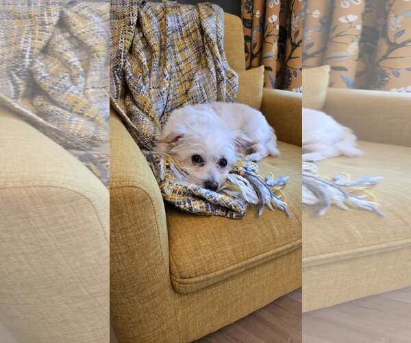 Medium Photo #3 Mutt Puppy For Sale in St. Louis Park, MN, USA