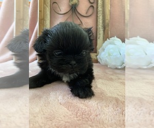Shih Tzu Puppy for sale in OWINGSVILLE, KY, USA