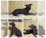 Puppy Red Xoloitzcuintli (Mexican Hairless)