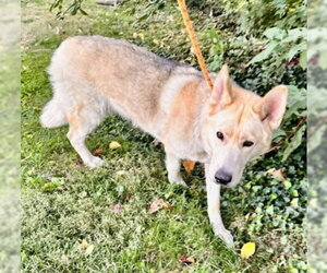 Gerberian Shepsky Dogs for adoption in Derwood, MD, USA