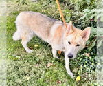 *FERN - Female Gerberian Shepsky Dog for Adoption - Small photo