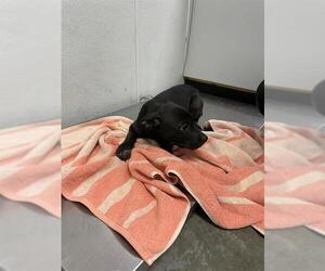 Labrador Retriever Dogs for adoption in Rosenberg, TX, USA