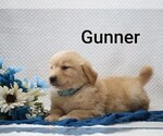 Litter of 4 - Male Golden RetrieverLitter of Puppies for Sale - Photo #7