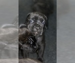Small Photo #5 Cane Corso Puppy For Sale in BAKERSFIELD, CA, USA