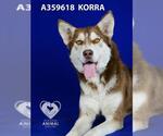Small #1 Siberian Husky