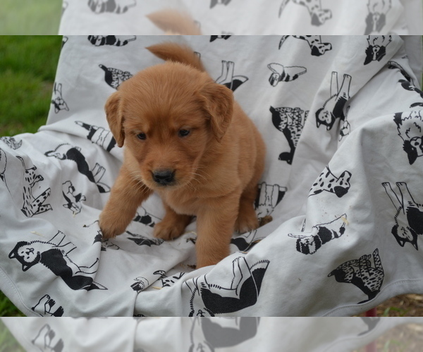 Medium Photo #2 Golden Retriever Puppy For Sale in GREENWOOD, WI, USA