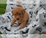 Small #1 Golden Retriever