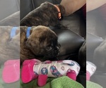 Small #5 Boxer