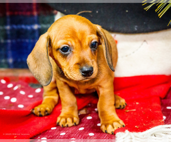 Medium Photo #1 Dachshund Puppy For Sale in WAKARUSA, IN, USA