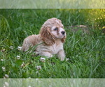 Small #10 Cocker Spaniel