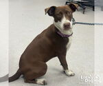 Small #1 Lab-Pointer