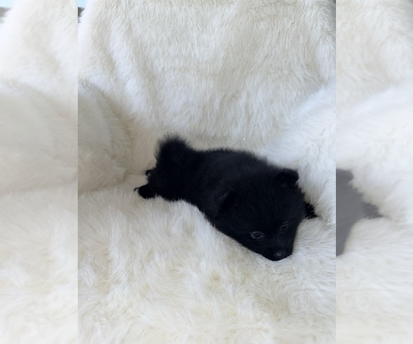 Medium Photo #6 Pomeranian Puppy For Sale in JOLIET, IL, USA