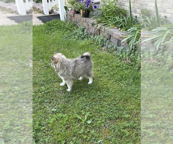 Medium Photo #17 Pomsky Puppy For Sale in GREENVILLE, MO, USA