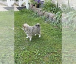 Small #16 Pomsky