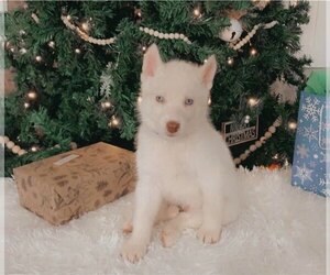 Siberian Husky Puppy for sale in PARK, VA, USA
