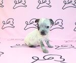 Small Photo #13 Chihuahua Puppy For Sale in LAS VEGAS, NV, USA