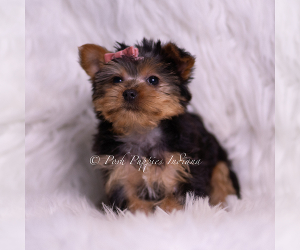 Medium Photo #98 Yorkshire Terrier Puppy For Sale in WARSAW, IN, USA